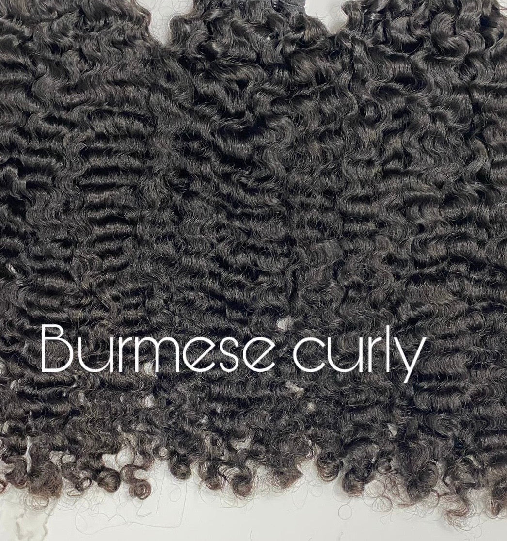Burmese Curly
