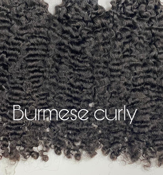 Burmese Curly